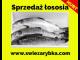 sprzedaz_lososia_polskiego_hurt