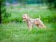 willi_przyjazny_lakeland_terrier_mi