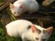 oddam_3_miesieczna_biala_kociczke