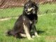 czarna_sunia_w_typie_mix_husky