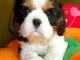 cavalier_king_charles_spaniel_podka