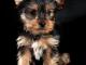 yorkshire_terrier_szczeniaki_rodowo